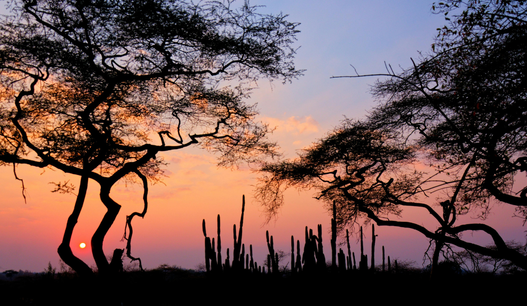 Beyond the Bush Lodge: Why Your Next Executive Offsite is Performance Infrastructure, not a Perk